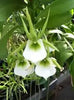 Angraecum eichlerianum