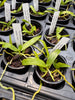 Macropodanthus cootesii seedlings