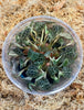 FLASK Anoectochilus geniculatus JEWEL ORCHID