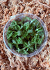 FLASK Macodes petola JEWEL