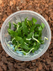 FLASK  Macropodanthus cootesii