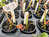 Robiquetia bambusara