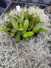 COMPOT — Robiquatia spathulata