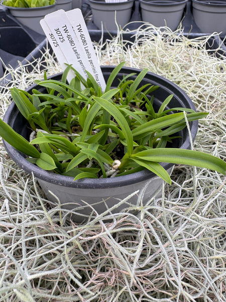 COMPOT Laelia perrinii fma coerulea