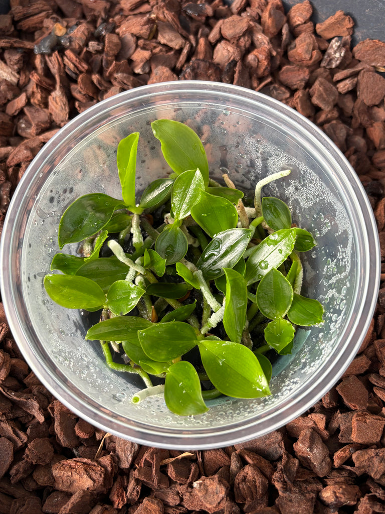 FLASK Phalaenopsis reichenbachiana