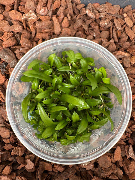 FLASK Diptheranthus pellucidus