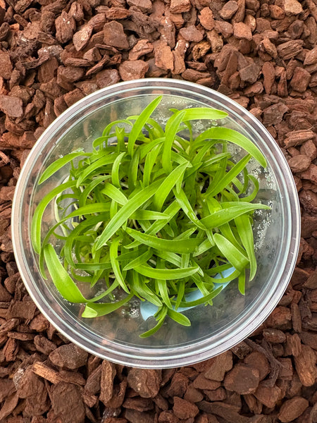 FLASK C. bowringiana 