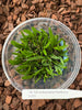 FLASK Bulbophyllum flaviflorum