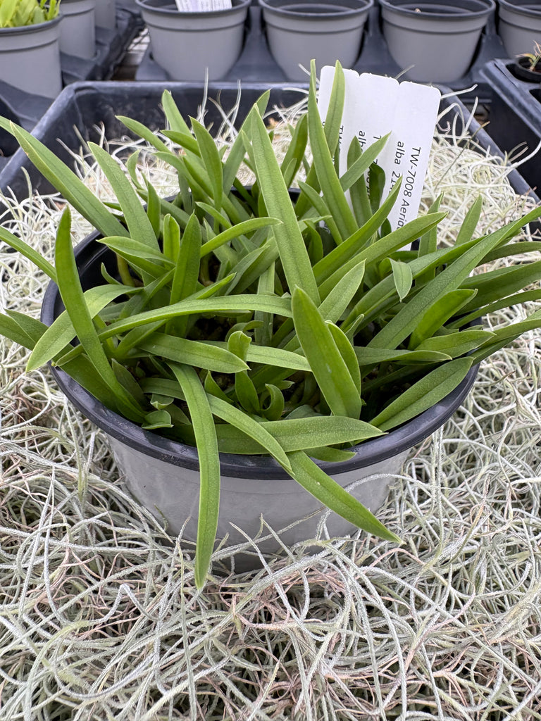 COMPOT Aerides magnifica fma alba