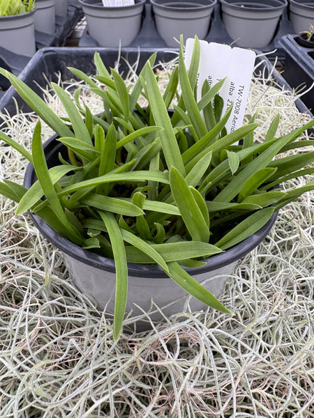 COMPOT Aerides magnifica fma alba