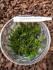 FLASK Bulbophyllum flaviflorum