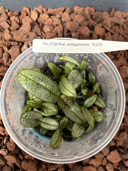FLASK  Phalaenopsis philippinensis