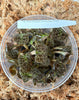 FLASK Dossinia marmorata JEWEL ORCHIDS