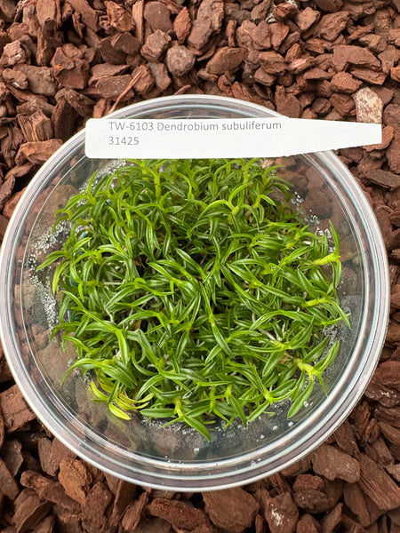 FLASK Dendrobium subuliferum