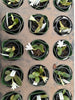 Aerangis fastuosa
