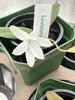 Aerangis fastuosa