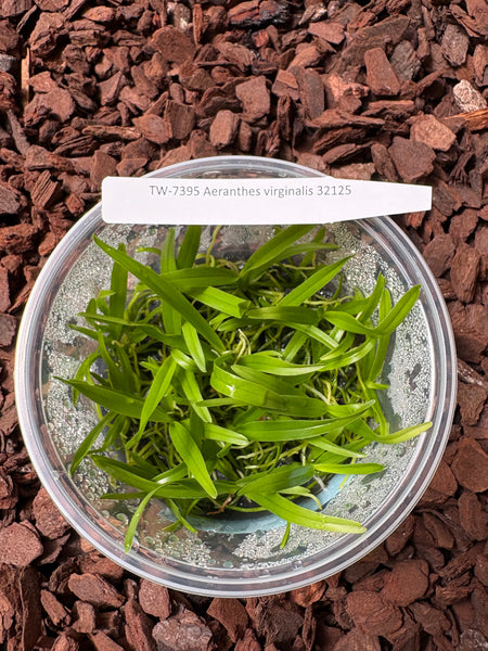 FLASK Aeranthes virginalis