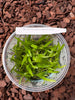 FLASK Aeranthes virginalis