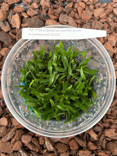 FLASK Angraecum (eichlerianum x urschianum)