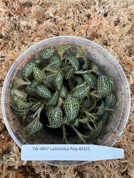 FLASK  Ludochilus Poly