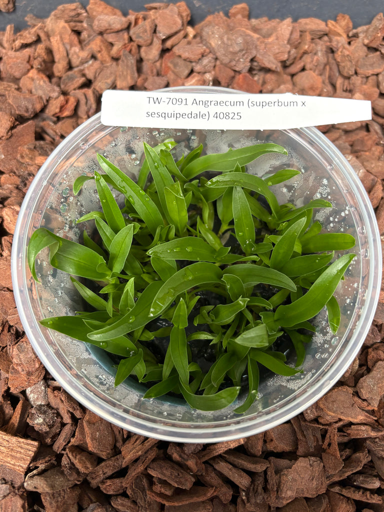 FLASK  Angraecum Veitchii (superbum x sesquipedale)