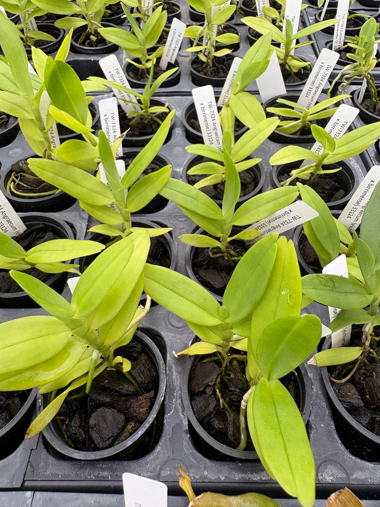 Angraecum (eichlerianum x birrimense)