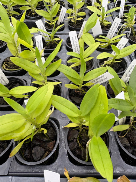 Angraecum (eichlerianum x birrimense)