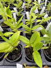 Angraecum (eichlerianum x birrimense)