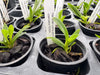 Laelia perrinii fma coerulea