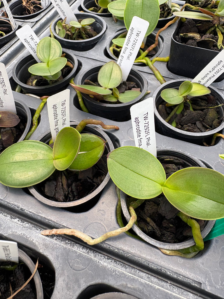 Phalaenopsis aphrodite subsp. grandiflora