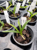 Jumellea arborescens