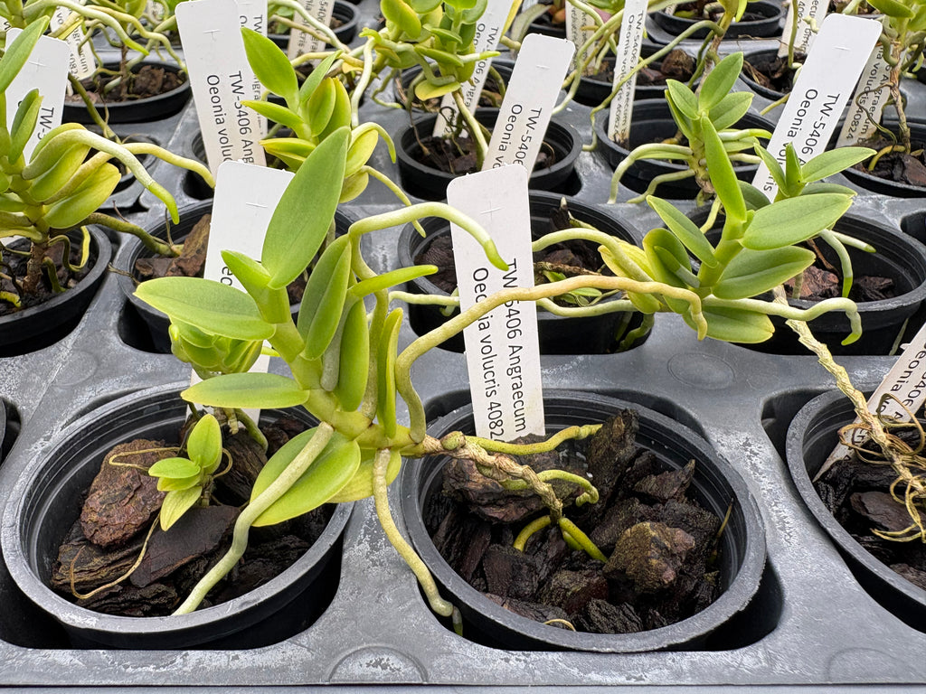 Angraecum birrimense x Oeonia volucris