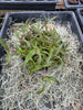 COMPOT—Den. maccarthiae