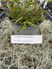 COMPOT—Den. maccarthiae