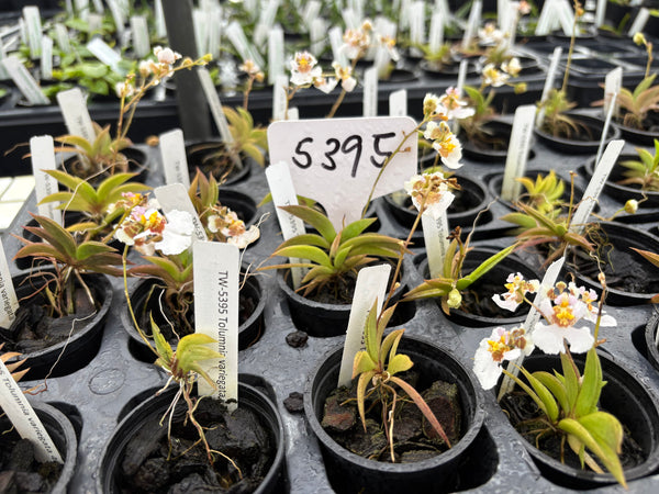 Tolumnia variegata