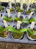 Phalaenopsis equestris fma. alba