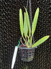 Brassocattleya Rustic Spots