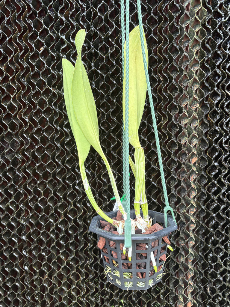 Rlc.Mahina Yahiro ‘Ulii’