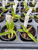 Laelia jongheana fma. alba