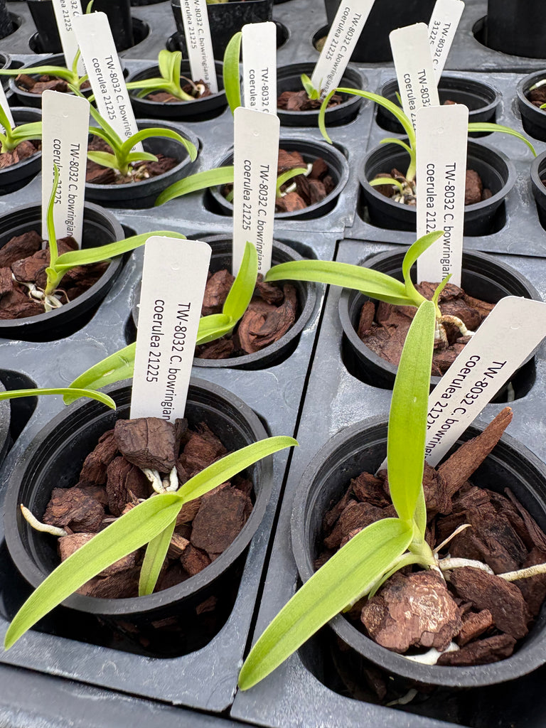 Cattleya bowringiana fma coerulea