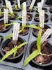 Cattleya bowringiana fma coerulea