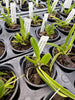 Laelia (jongheana x lucasiana) 6 Pack