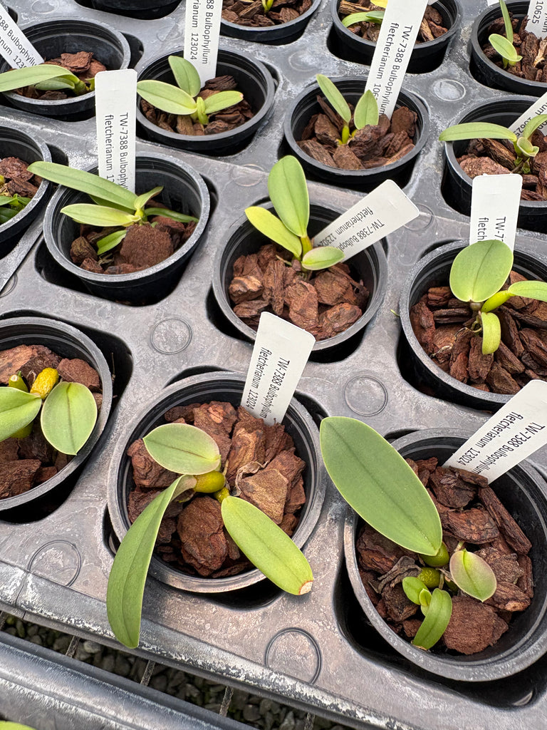 Bulbophyllum fletcherianum