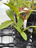 Dendrobium mirbelianum