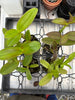 Dendrobium mirbelianum 6 Pack
