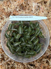 FLASK  Goodyera pusilla JEWEL ORCHID