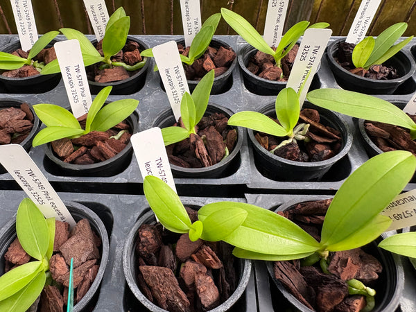 Phalaenopsis equestris var. leucaspis
