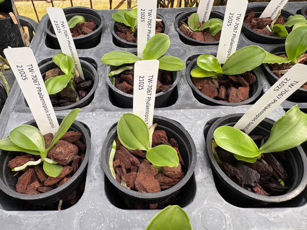 Phalaenopsis bastianii