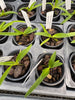 Angraecum (magdalene x praestans)
