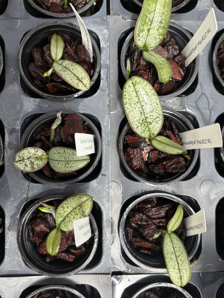 Phalaenopsis philippinensis